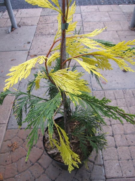 calocedrus decurrens aureovariegata 1